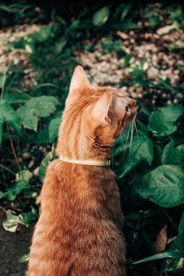 Quels sont les impacts des jardins pédagogiques sur l'apprentissage des enfants?